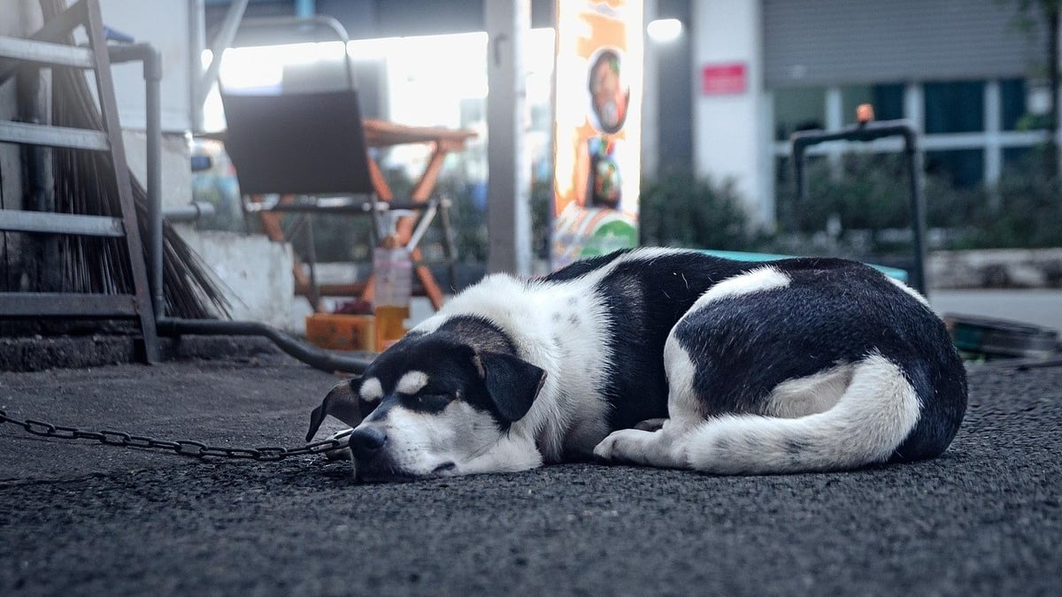 Illustration : "Une « dérogation temporaire exceptionnelle » facilite le retour des chiens et chats des Français bloqués par la guerre au Moyen-Orient"