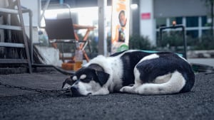 Illustration : Une &laquo; d&eacute;rogation temporaire exceptionnelle &raquo; facilite le retour des chiens et chats des Fran&ccedil;ais bloqu&eacute;s par la guerre au Moyen-Orient