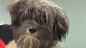 Illustration : Alert&eacute;es par une vid&eacute;o choquante la police et la SPA sauvent un chiot Shih Tzu enferm&eacute; dans une cage