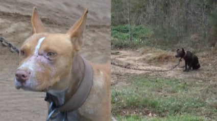 Illustration : Encha&icirc;n&eacute;s et forc&eacute;s &agrave; se battre, 15 chiens voient leur cauchemar prendre fin gr&acirc;ce &agrave; la police qui traque leurs bourreaux