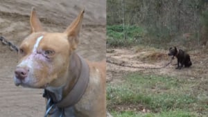 Illustration : Encha&icirc;n&eacute;s et forc&eacute;s &agrave; se battre, 15 chiens voient leur cauchemar prendre fin gr&acirc;ce &agrave; la police qui traque leurs bourreaux