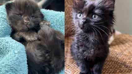 Illustration : Quelques semaines apr&egrave;s son sauvetage, cette chatte de 2 semaines trouv&eacute;e dans un jardin est adopt&eacute;e par la femme qui lui a port&eacute; secours