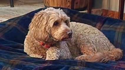 Illustration : &laquo; C'est une survivante &raquo;, apr&egrave;s 18 jours seule dans un parc naturel immense, une chienne insaisissable retrouve enfin sa famille (vid&eacute;o)