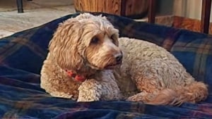 Illustration : &laquo; C'est une survivante &raquo;, apr&egrave;s 18 jours seule dans un parc naturel immense, une chienne insaisissable retrouve enfin sa famille (vid&eacute;o)