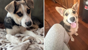 Illustration : Ils rendent un chiot perdu à ses propriétaires et 3 mois plus tard, il revient chez eux pour de bon