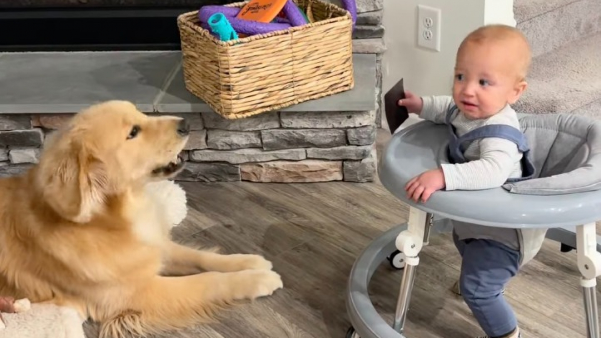 Illustration : "« Le bébé humain bouge encore » et ce Golden Retriever ne perd pas une seconde pour prévenir la famille de ses moindres mouvements (vidéo)"
