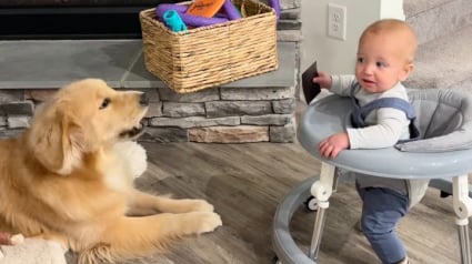 Illustration : &laquo; Le b&eacute;b&eacute; humain bouge encore &raquo; et ce Golden Retriever ne perd pas une seconde pour pr&eacute;venir la famille de ses moindres mouvements (vid&eacute;o)
