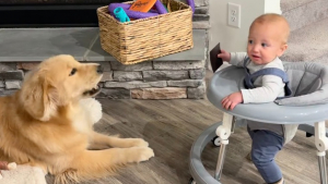 Illustration : « Le bébé humain bouge encore » et ce Golden Retriever ne perd pas une seconde pour prévenir la famille de ses moindres mouvements (vidéo)