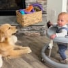 Illustration : &laquo; Le b&eacute;b&eacute; humain bouge encore &raquo; et ce Golden Retriever ne perd pas une seconde pour pr&eacute;venir la famille de ses moindres mouvements (vid&eacute;o)