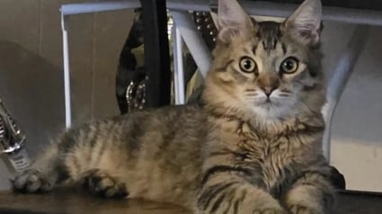 Illustration : Inqui&egrave;te pour son chat cette ma&icirc;tresse d&eacute;bourse 400 euros chez le v&eacute;t&eacute;rinaire pour une histoire de gamelle en verre