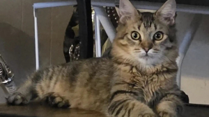 Illustration : Inquiète pour son chat cette maîtresse débourse 400 euros chez le vétérinaire pour une histoire de gamelle en verre