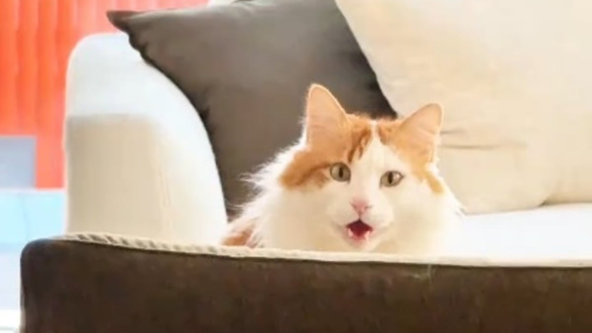 Illustration : "Ce chat reste littéralement bouche bée en rencontrant sa pet-sitter, qui filme cette scène drôle et touchante (vidéo)"