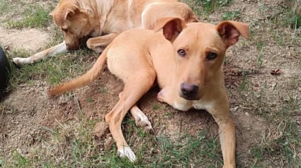 Illustration : &laquo; Il n&rsquo;est que gentillesse et amour &raquo;, apr&egrave;s avoir &eacute;t&eacute; tra&icirc;n&eacute; par une voiture, cet adorable chien tripatte cherche aujourd&rsquo;hui sa famille pour toujours