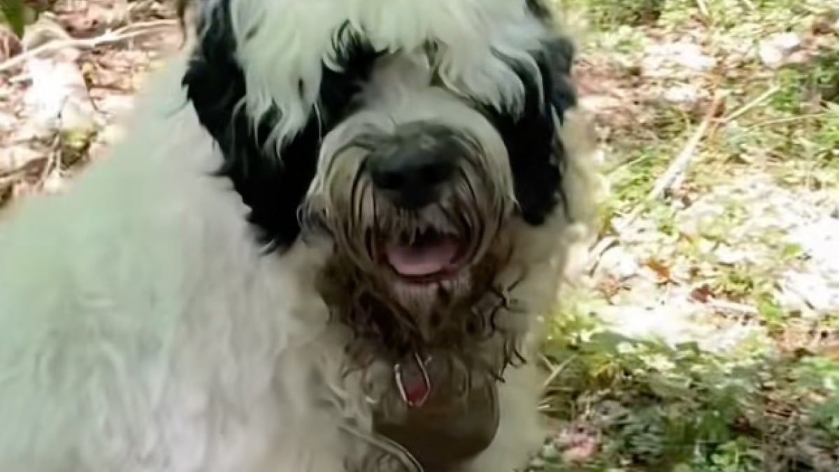 Illustration : "Une bénévole croit secourir un chien errant et finit par payer l'hôtel et le vétérinaire pour lui et son maître sans-abri (vidéo)"