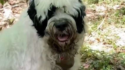 Illustration : Une b&eacute;n&eacute;vole croit secourir un chien errant et finit par payer l'h&ocirc;tel et le v&eacute;t&eacute;rinaire pour lui et son ma&icirc;tre sans-abri (vid&eacute;o)