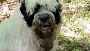 Illustration : Une b&eacute;n&eacute;vole croit secourir un chien errant et finit par payer l'h&ocirc;tel et le v&eacute;t&eacute;rinaire pour lui et son ma&icirc;tre sans-abri (vid&eacute;o)