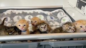 Illustration : 6 chatons orphelins d&eacute;couverts dans un camion poubelle sont sauv&eacute;s et nourris au biberon par une b&eacute;n&eacute;vole