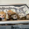 Illustration : 6 chatons orphelins d&eacute;couverts dans un camion poubelle sont sauv&eacute;s et nourris au biberon par une b&eacute;n&eacute;vole
