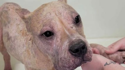 Illustration : Atteint d'une s&eacute;v&egrave;re maladie de la peau, un chien errant est soign&eacute; puis adopt&eacute; par sa famille d'accueil