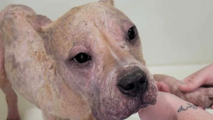 Illustration : Atteint d'une s&eacute;v&egrave;re maladie de la peau, un chien errant est soign&eacute; puis adopt&eacute; par sa famille d'accueil