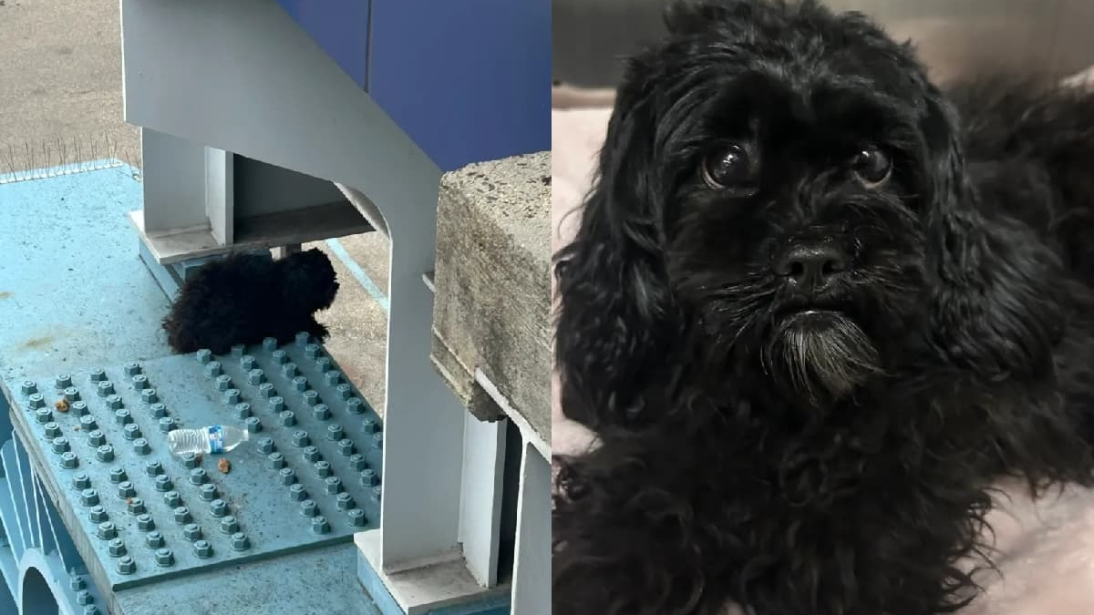 Illustration : "Coincée au sommet d’un pilier, une petite chienne tiraillée entre la peur et l'espoir voit 3 hommes se hisser jusqu'à elle (vidéo)"