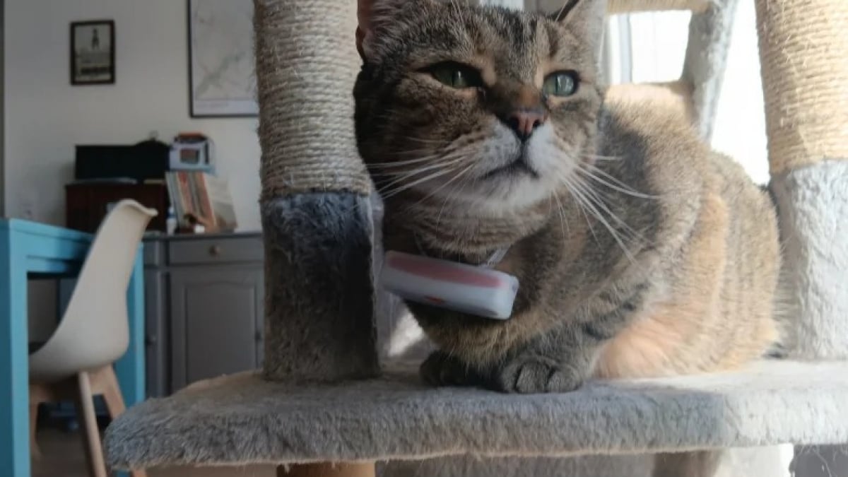 Illustration : "Avis Weenect XS : notre test du collier GPS pour chat pour suivre chaque mouvement de votre félin en temps réel"