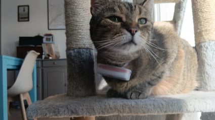 Illustration : Avis Weenect XS : notre test du collier GPS pour chat pour suivre chaque mouvement de votre f&eacute;lin en temps r&eacute;el