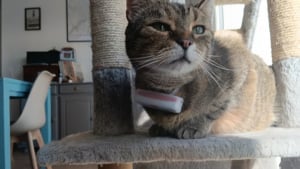 Illustration : "Avis Weenect XS : notre test du collier GPS pour chat pour suivre chaque mouvement de votre félin en temps réel"