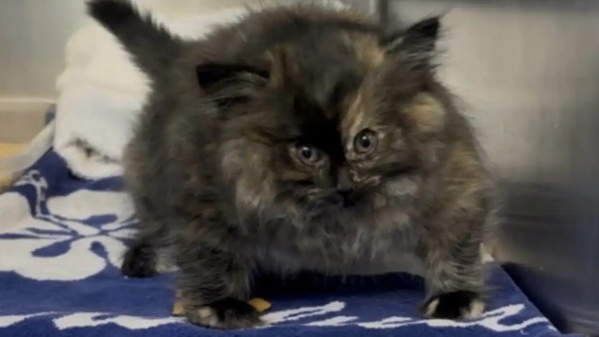 Illustration : "Quand un « gros » chaton arrive au refuge, ses soigneurs découvrent qu'il est littéralement gonflé d'air et s'empressent de le soulager"