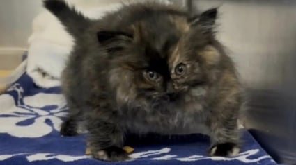 Illustration : Quand un &laquo; gros &raquo; chaton arrive au refuge, ses soigneurs d&eacute;couvrent qu'il est litt&eacute;ralement gonfl&eacute; d'air et s'empressent de le soulager