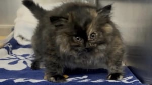 Illustration : Quand un « gros » chaton arrive au refuge, ses soigneurs découvrent qu'il est littéralement gonflé d'air et s'empressent de le soulager