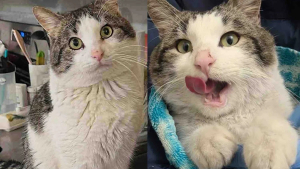 Illustration : « Heureux d'être à l'intérieur », désormais sauvé de l'errance ce chat adore superviser la cuisine familiale