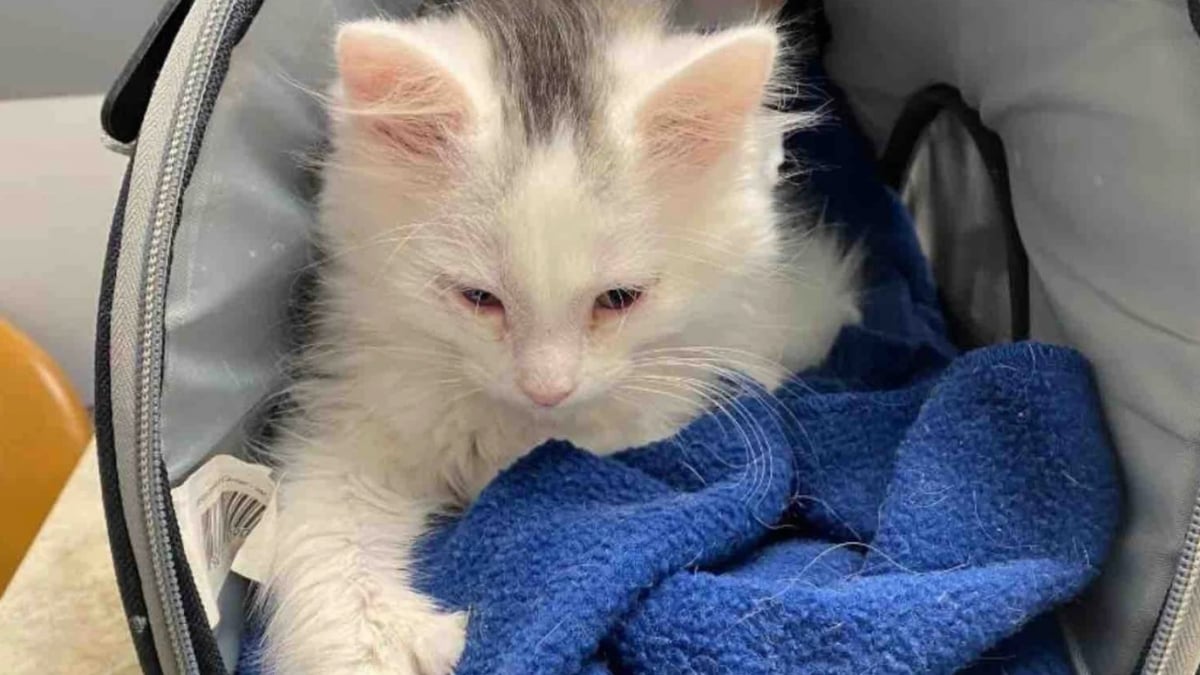 Illustration : "En plein hiver, une chatte errante ose enfin s’approcher d’une maison pour sauver son chaton malade"