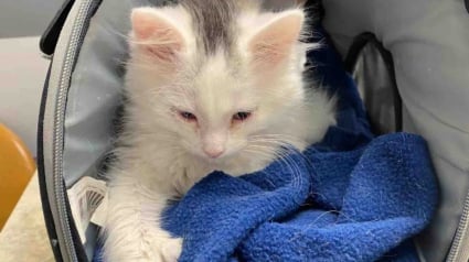 Illustration : En plein hiver, une chatte errante ose enfin s&rsquo;approcher d&rsquo;une maison pour sauver son chaton malade