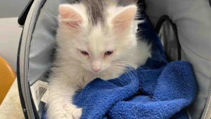 Illustration : En plein hiver, une chatte errante ose enfin s’approcher d’une maison pour sauver son chaton malade