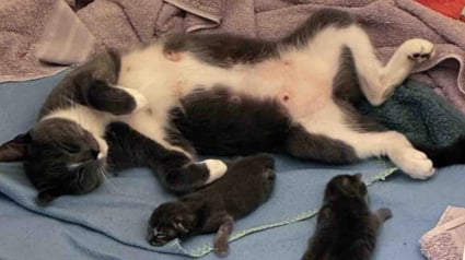 Illustration : D&eacute;couvertes dans une zone industrielle, 2 chattes gestantes trouvent l&rsquo;endroit parfait pour mettre bas et &eacute;lever leurs chatons