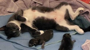 Illustration : D&eacute;couvertes dans une zone industrielle, 2 chattes gestantes trouvent l&rsquo;endroit parfait pour mettre bas et &eacute;lever leurs chatons