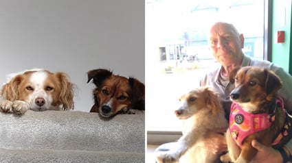 Illustration : &laquo; Nous n'avions pr&eacute;vu d'adopter qu'un seul chien &raquo;, un couple adopte une chienne et finit par accueillir aussi son meilleur ami