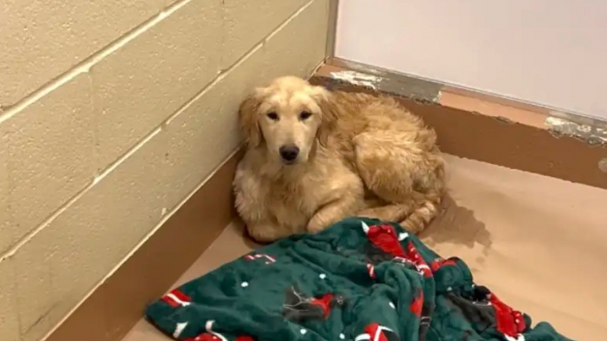 Illustration : "Abandonné au bout de 3 jours, ce chiot qui tremblait au refuge retrouve le sourire grâce à une bénévole dévouée (vidéo)"
