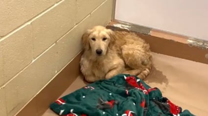 Illustration : Abandonn&eacute; au bout de 3 jours, ce chiot qui tremblait au refuge retrouve le sourire gr&acirc;ce &agrave; une b&eacute;n&eacute;vole d&eacute;vou&eacute;e (vid&eacute;o)