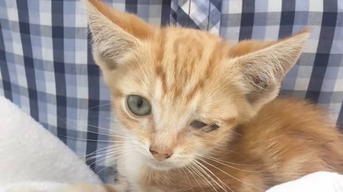 Illustration : "« On n’a pas eu de pizza ce soir-là », en chemin vers la pizzeria, ils croisent un chaton mourant et décident de le sauver (vidéo)"