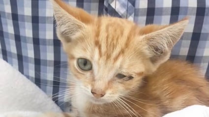 Illustration : &laquo; On n&rsquo;a pas eu de pizza ce soir-l&agrave; &raquo;, en chemin vers la pizzeria, ils croisent un chaton mourant et d&eacute;cident de le sauver (vid&eacute;o)