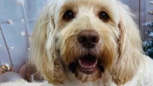 Illustration : Apr&egrave;s le vol d&rsquo;un van transportant 7 de ses cong&eacute;n&egrave;res, une chienne est finalement retrouv&eacute;e dans les broussailles gr&acirc;ce &agrave; une cam&eacute;ra thermique