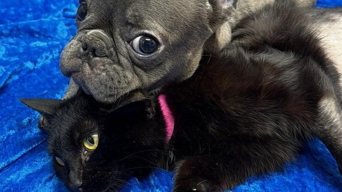 Illustration : "Avec le même handicap, un chien et une chatte qui se sont rencontrés au refuge tissent un lien fort qui les aide à avancer ensemble"