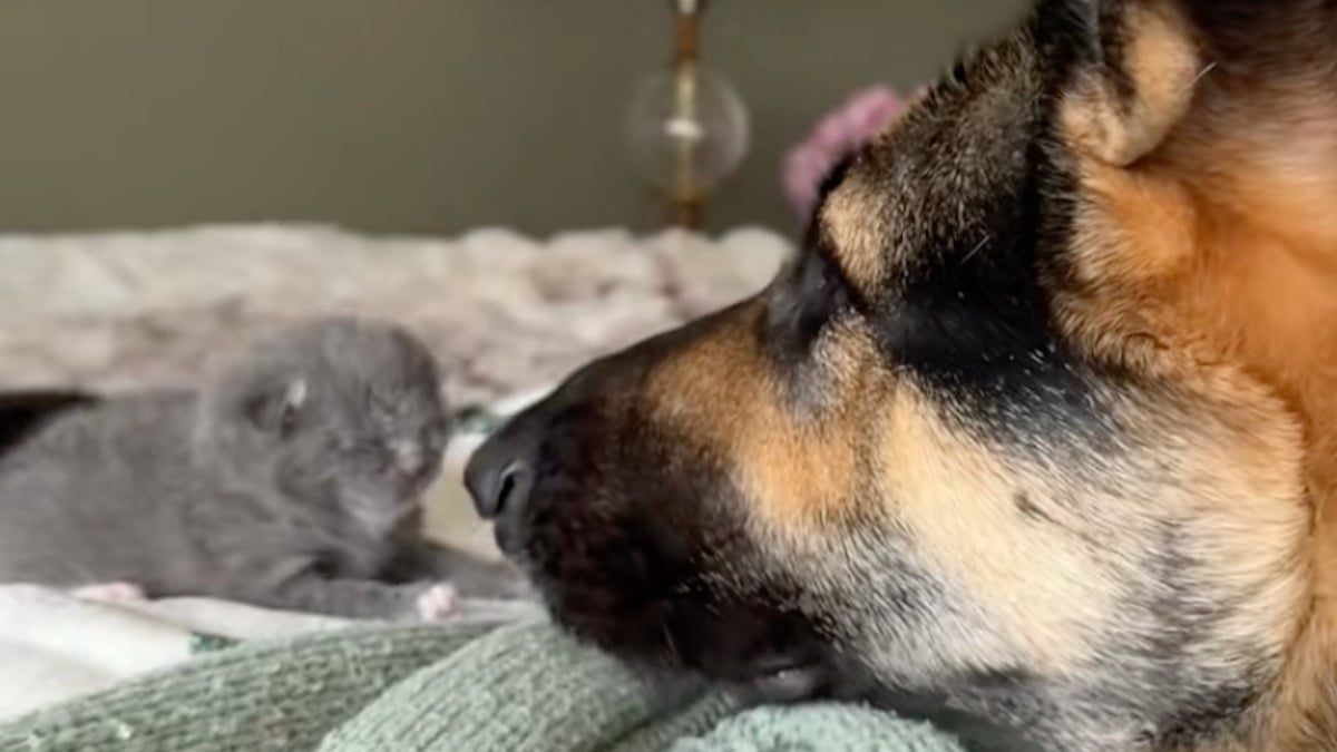 Illustration : "« Ça, c’est de la confiance », chaque matin, cette chienne veut absolument dire bonjour aux chatons de son amie féline (vidéo)"