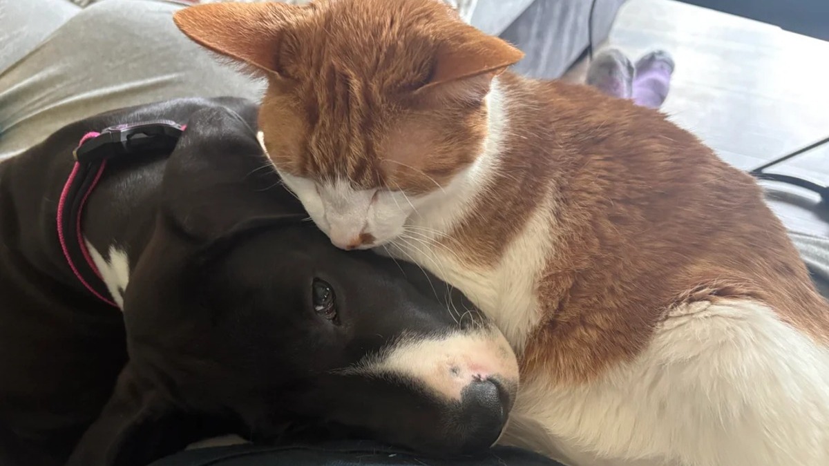 Illustration : "Doublement endeuillé, ce chat retrouve sa joie de vivre en rencontrant sa nouvelle amie canine dont il devient inséparable"