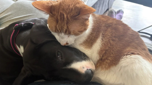 Illustration : Doublement endeuillé, ce chat retrouve sa joie de vivre en rencontrant sa nouvelle amie canine dont il devient inséparable