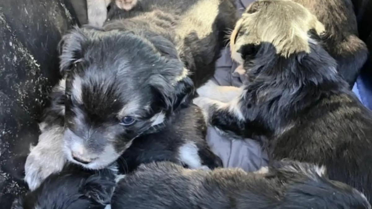 Illustration : "Des organismes de sauvetage se mobilisent et sauvent 7 chiots de race Berger Australien trouvés dans une poubelle"