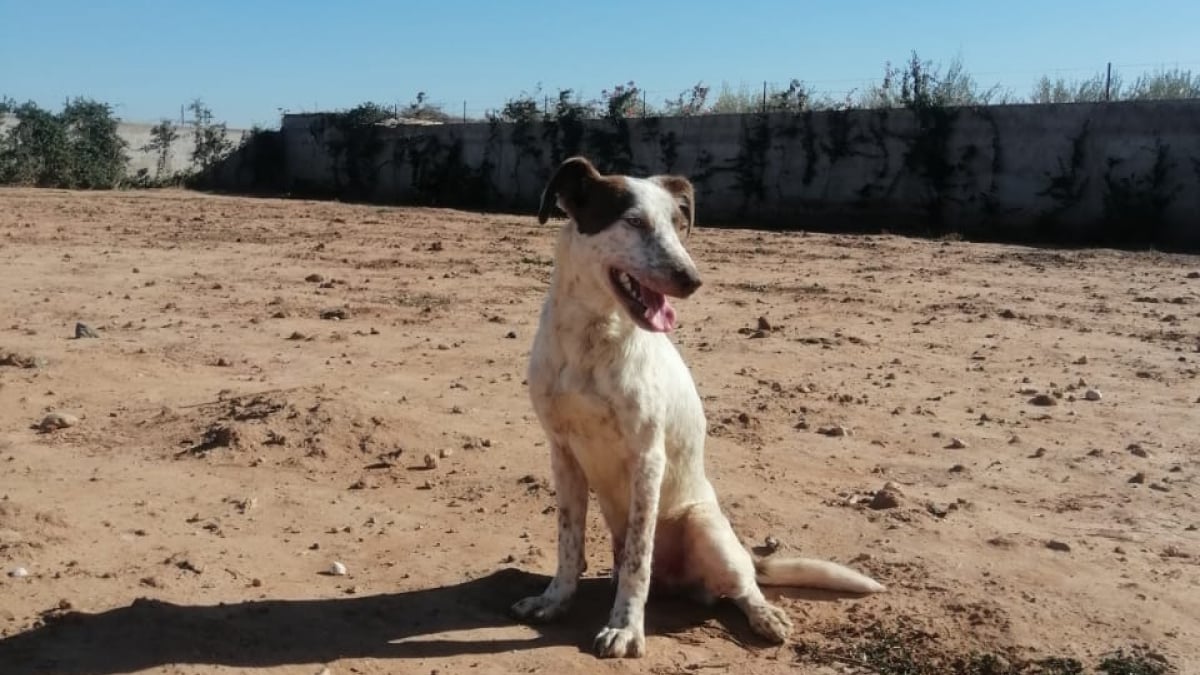 Illustration : "L’incroyable parcours de Bobby, le chien marocain tripatte sauvé des rues et devenu star de cinéma dans le premier film produit par Jérémy Ferrari (vidéo)"