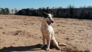Illustration : L’incroyable parcours de Bobby, le chien marocain tripatte sauvé des rues et devenu star de cinéma dans le premier film produit par Jérémy Ferrari (vidéo)